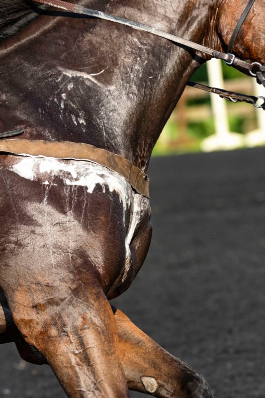 The Role of Electrolytes in the Exercising Horse